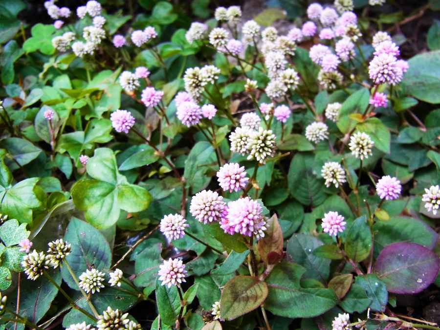 ランドナーといつまでもbyパジャマ雄三 雑草の花