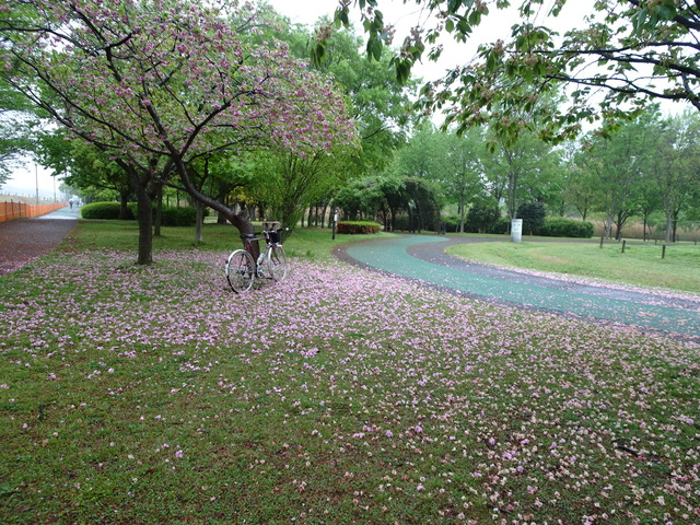 DSC04661