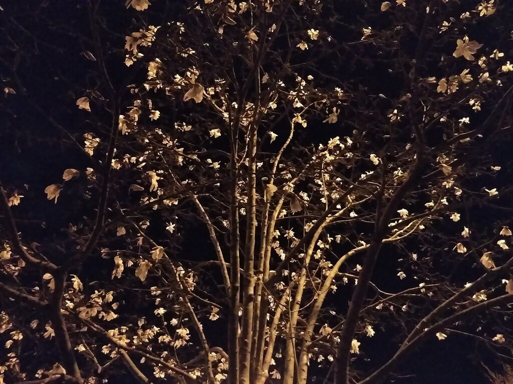 ランドナーといつまでもbyパジャマ雄三 雨上がりの夜空に ランドナーといつまでもbyパジャマ雄三 雨上がりの夜空に