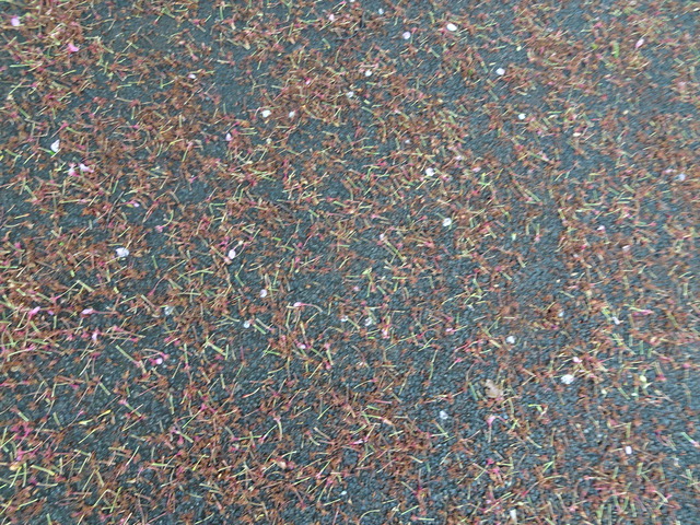 DSC04657