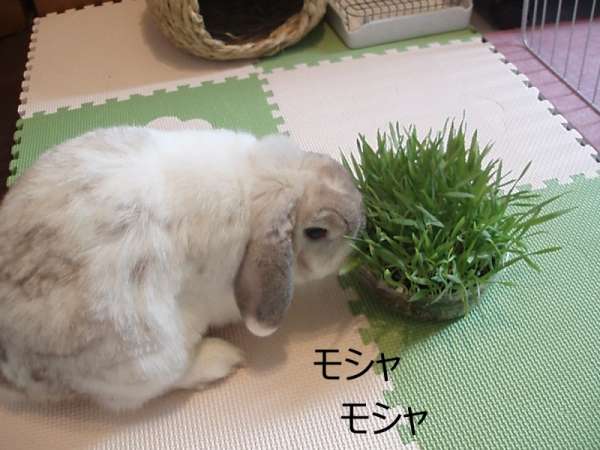 o0800060012887687690