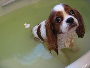 コナンをお風呂に入れました