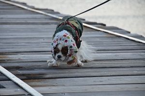 てか、下は陸地なんですけど・・・?