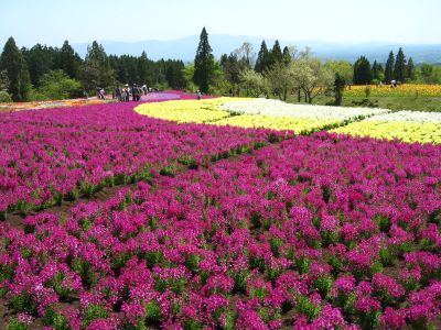 広大な敷地にお花がたくさん