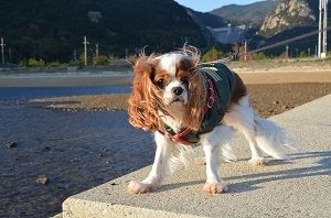 食事で旅の満足度上がる