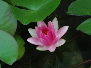ひときわ映えておりました