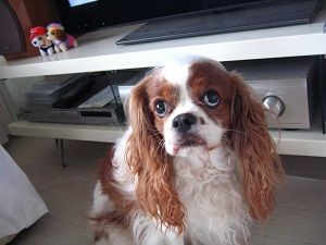 やっと買えたのは対象年齢3歳以上のお菓子よろぴく