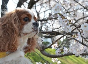特に桜に興味はございませんね