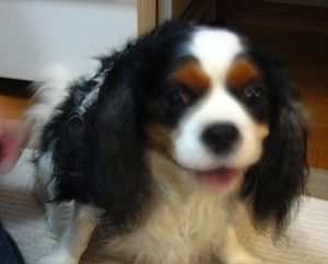 激しい動きで翻弄します本名キャスバルです