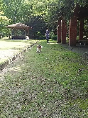 小鳥の森