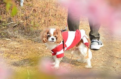 土手です