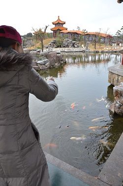 ハングリーな鯉たち集合