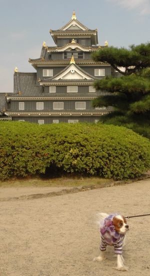 久々の岡山城