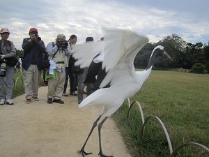 柵を越えるのにちょい羽ばたき。意外とスリムなボディーにご注目あそばせ。