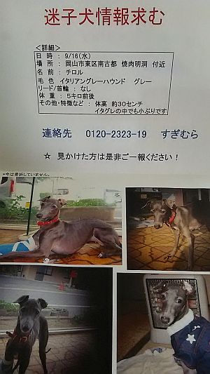 イタグレ チロルちゃん情報 求む