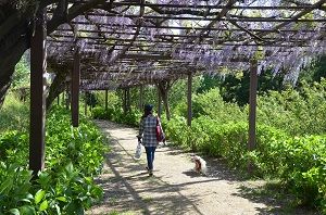 藤棚にぶんぶんぶん♪ 蜂が飛ぶ