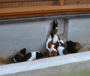 わーい