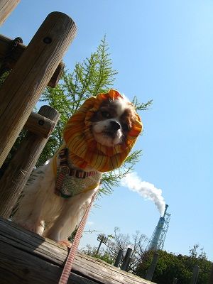 どうやって降りようか・・・