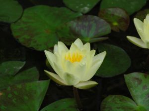クリーム色が多かった