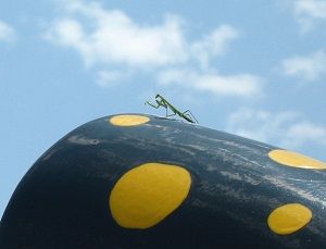 ここまで飛んできたか