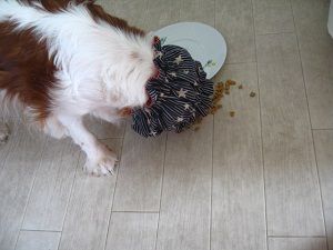 こぼれたフードがお皿に近すぎるとだめなんだって
