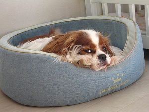 朝から晩まで留守番さ