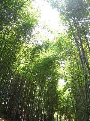 美しい光景が撮れたぜぃ
