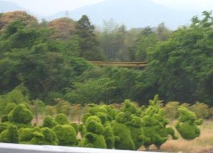 御茶のトピアリーかと思われます