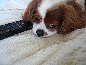 いや、リモコンが自分の下にあるだけなんですけど