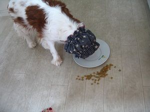 まずお皿のフードを食べます