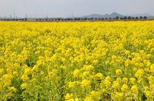 夏にはひまわり畑になるよ