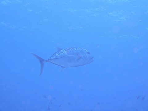OI003514