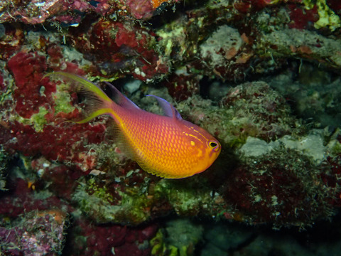 OI000584