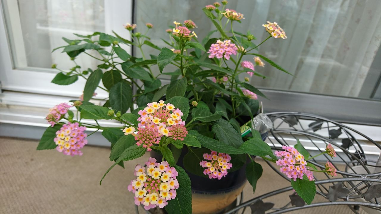 ランタナの咲き方 11枚の写真 Pale Blue Dot