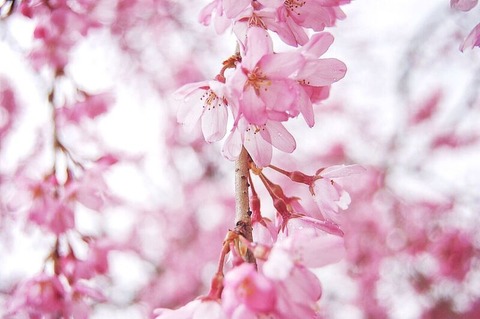 齋藤先生桜