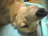 9dd82ad7.gif