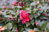 IMG_0037