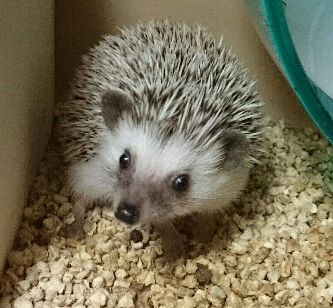 眼球突出 ぱりログ