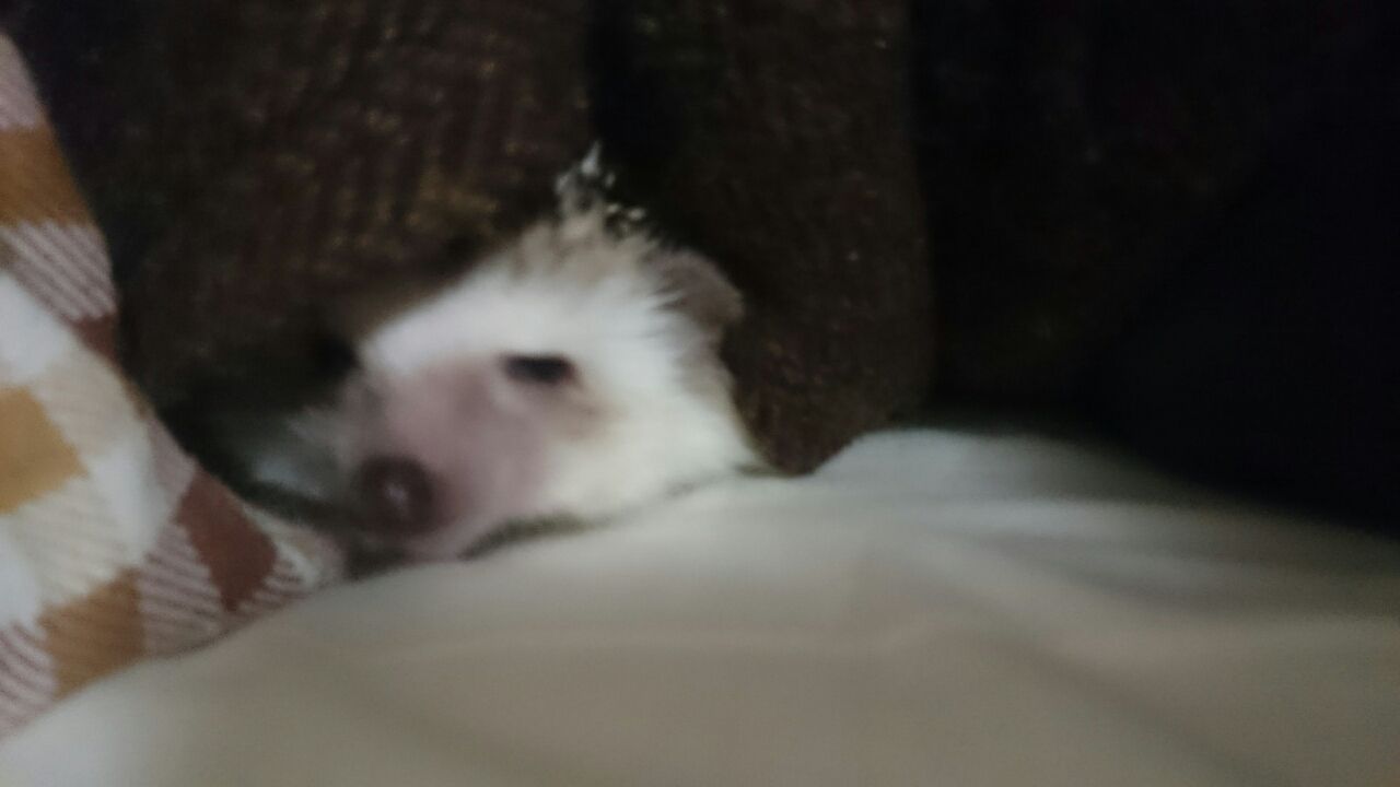 ハリネズミのくしゃみ 咳 ぱりログ ハリネズミのくしゃみ 咳 ぱりログ