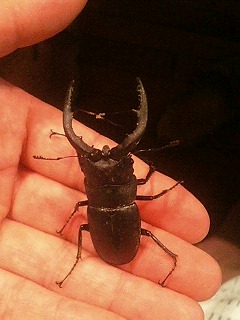 求む ぶたみんちょ まついち野良くら日誌