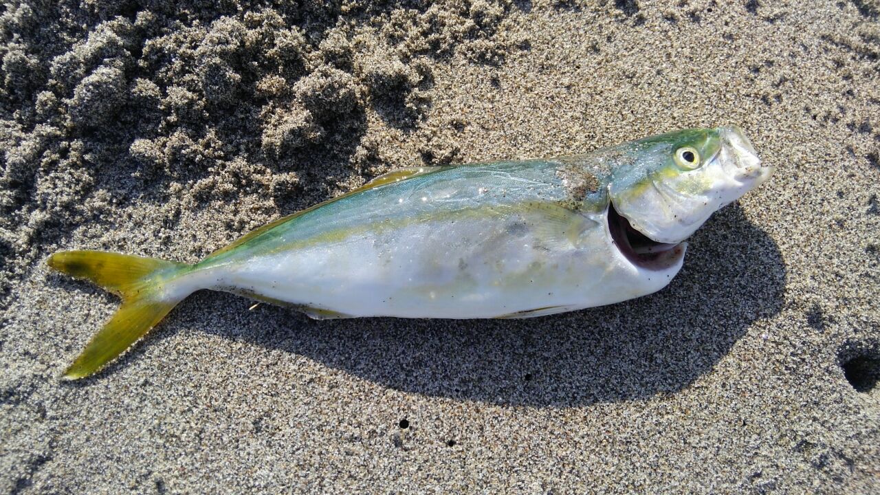 なんだチミは そうです ワカシがソゲ釣りオジサンです ぱるます Lure Fishing なんだチミは そうです ワカシがソゲ釣りオジサンです ぱるます Lure Fishing