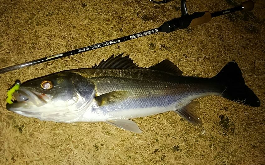トレバリズム ヨギ でライトゲーム : ぱるます lure fishing