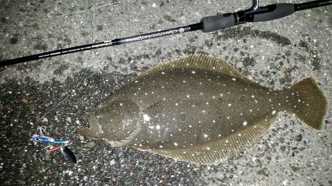 偶然の出会い 夜のメタルマルから ネットイン E ぱるます Lure Fishing