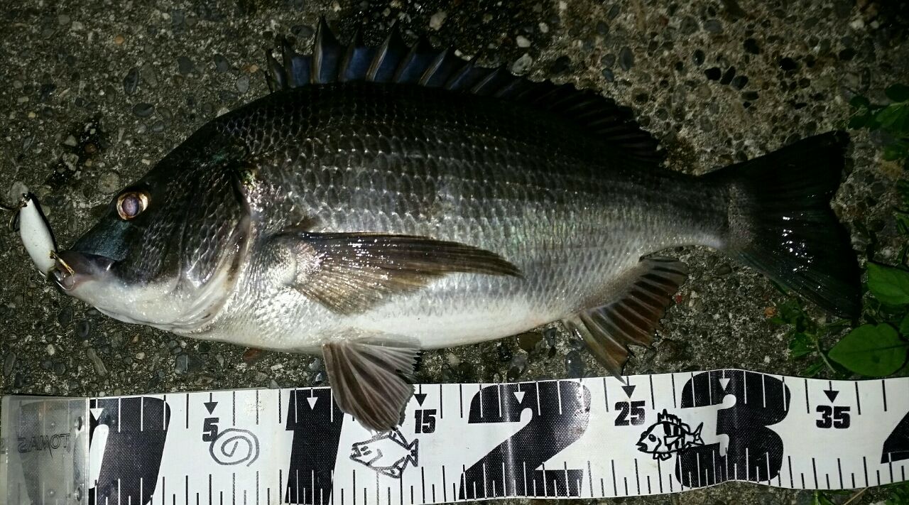 春本番 クロダイ ミニマル 浜名湖 ぱるます Lure Fishing 春本番 クロダイ ミニマル 浜名湖 ぱるます Lure Fishing