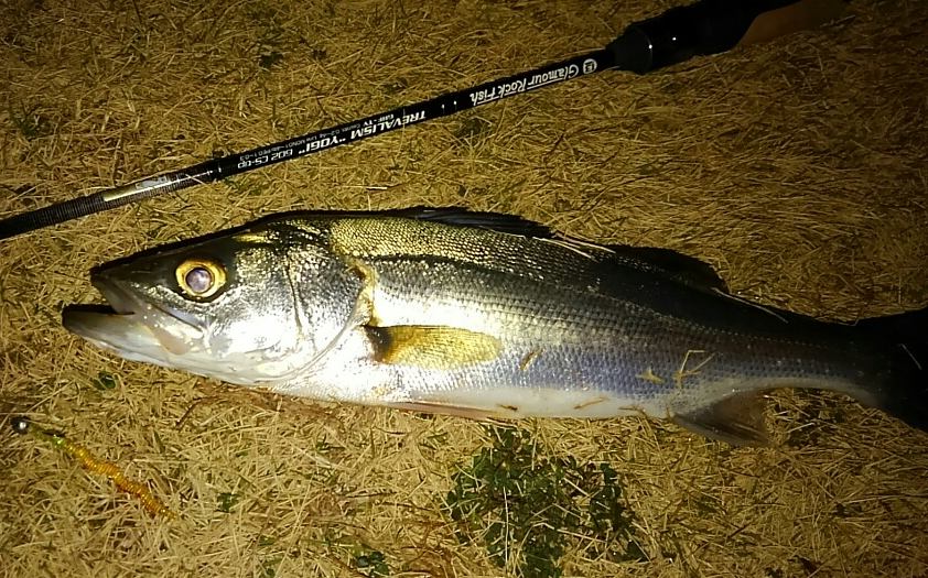 トレバリズム ヨギ でライトゲーム : ぱるます lure fishing トレバリズム ヨギ でライトゲーム : ぱるます lure fishing