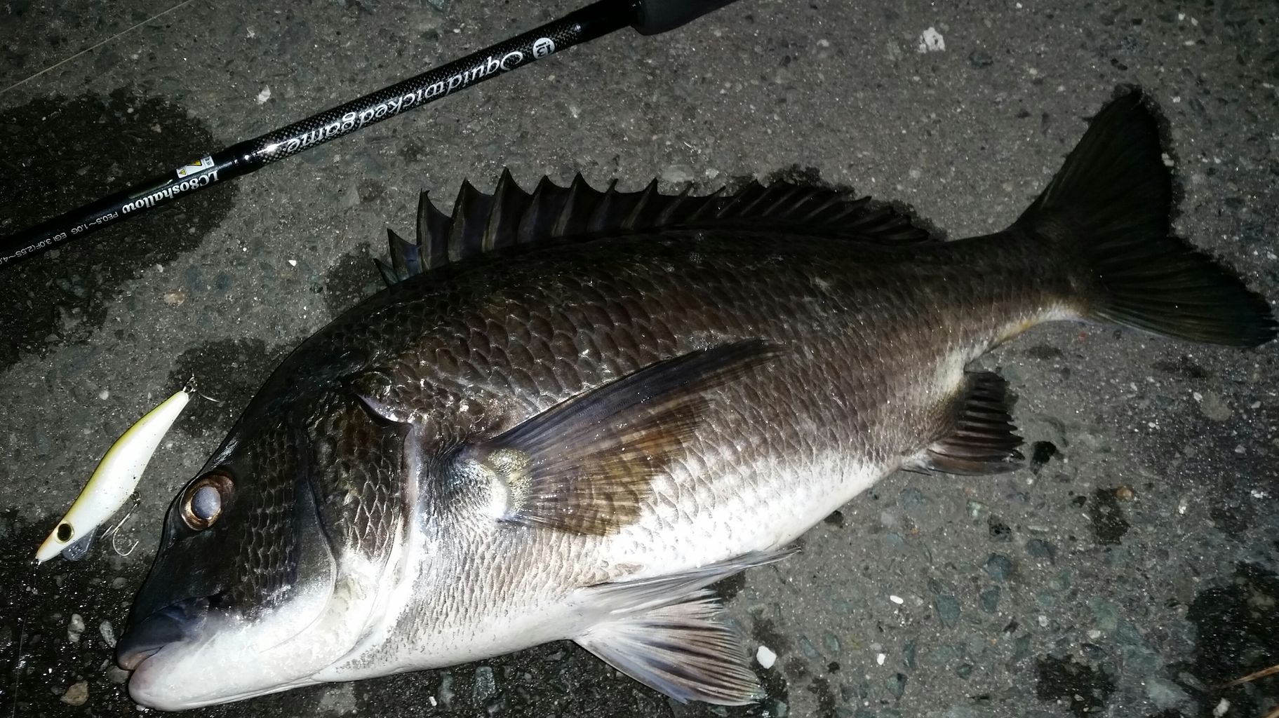 サーフの恵み 好調 チヌ ミニマルゲーム ぱるます Lure Fishing サーフの恵み 好調 チヌ ミニマルゲーム ぱるます Lure Fishing