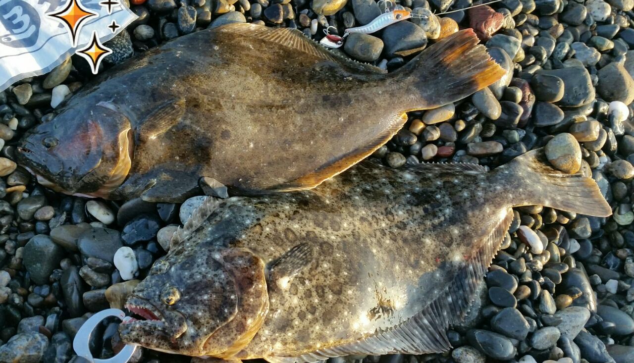 キテル 静岡 遠州 サーフ ヒラメ また複数枚 ぱるます Lure Fishing キテル 静岡 遠州 サーフ ヒラメ また複数枚 ぱるます Lure Fishing