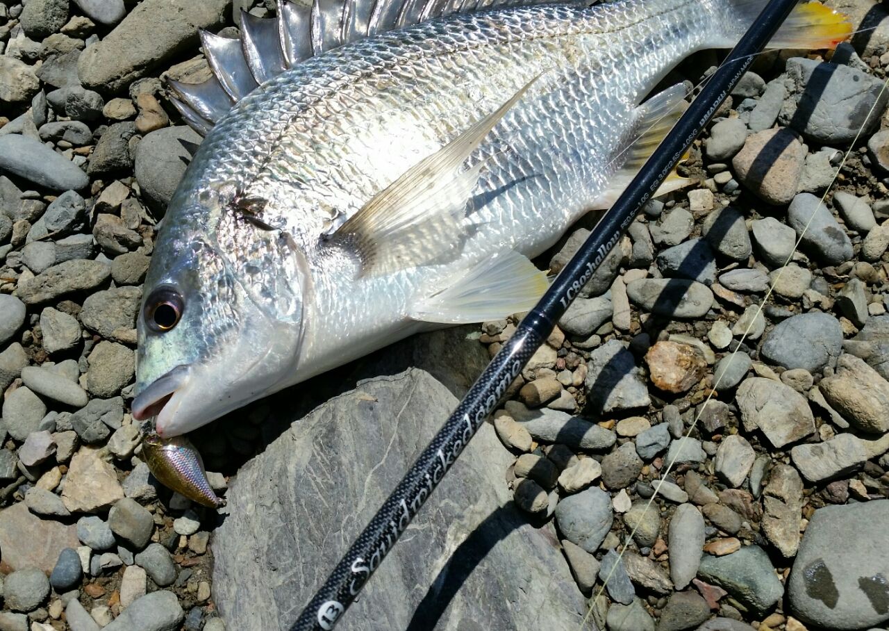 日中もクランクベイトで黒鯛釣り ぱるます Lure Fishing