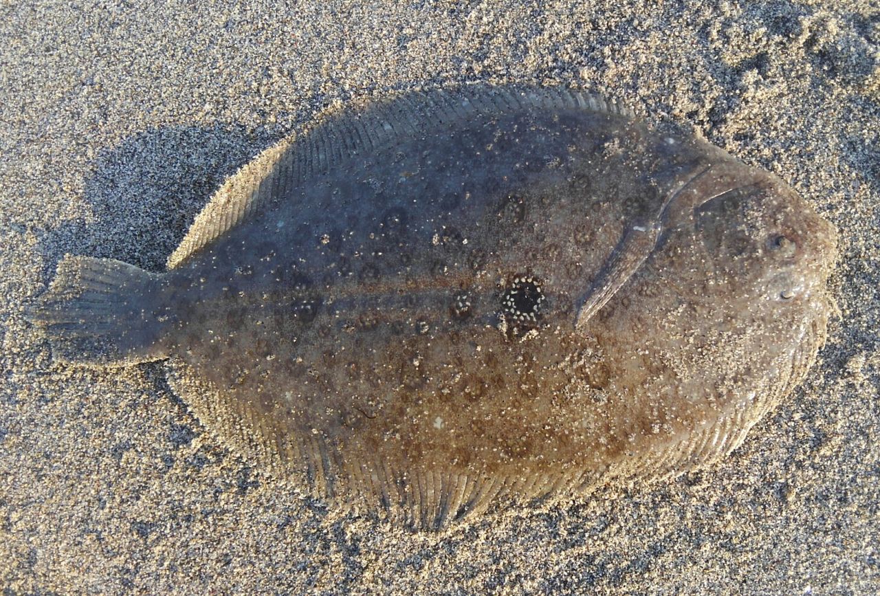 ガンゾウヒラメ イシガレイ ライトショアジギングで五目プチ爆 ぱるます Lure Fishing