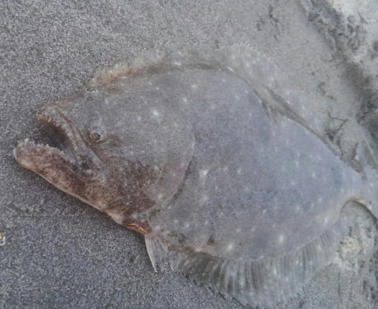 飛び過ぎダニエルでヒラメとダイナンウミヘビ対処法 ぱるます Lure Fishing